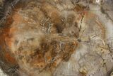 Polished Petrified Wood (Araucaria) Round - Madagascar #358047-1